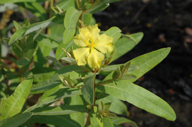 APII jpeg image of Hibbertia brownii  © contact APII