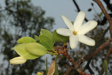 APII jpeg image of Gardenia resinosa subsp. resinosa  © contact APII