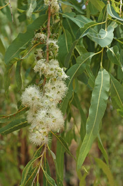 APII jpeg image of Corymbia arafurica  © contact APII