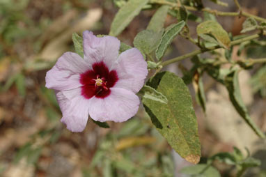 APII jpeg image of Hibiscus leptocladus  © contact APII