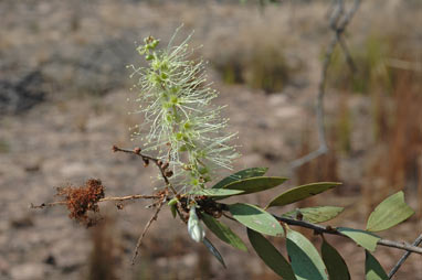 APII jpeg image of Melaleuca nervosa  © contact APII