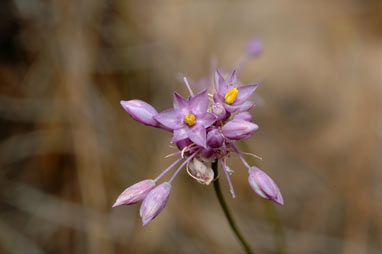 APII jpeg image of Sowerbaea alliacea  © contact APII