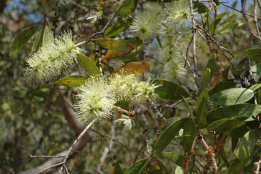 APII jpeg image of Melaleuca nervosa  © contact APII