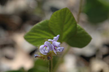 APII jpeg image of Calopogonium mucunoides  © contact APII