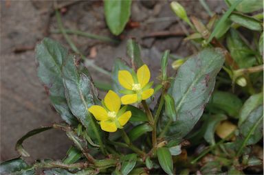 APII jpeg image of Ludwigia hyssopifolia  © contact APII