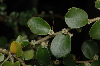 APII jpeg image of Pittosporum multiflorum  © contact APII