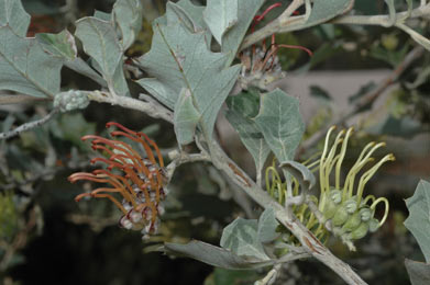 APII jpeg image of Grevillea aquifolium  © contact APII