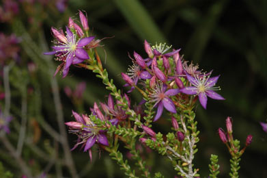 APII jpeg image of Calytrix leschenaultii  © contact APII