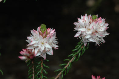 APII jpeg image of Calytrix alpestris  © contact APII