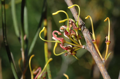 APII jpeg image of Hakea platysperma  © contact APII