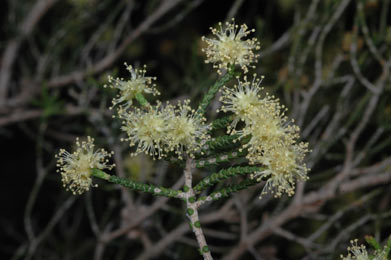 APII jpeg image of Melaleuca micromera  © contact APII