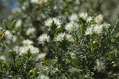 APII jpeg image of Melaleuca cuticularis  © contact APII