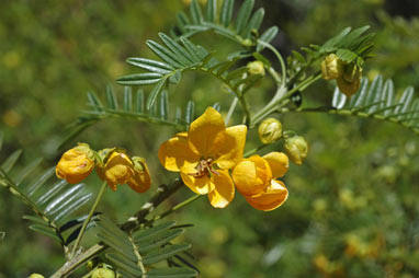 APII jpeg image of Senna baronfieldii  © contact APII