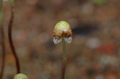 APII jpeg image of Asterella whiteleggei cf  © contact APII