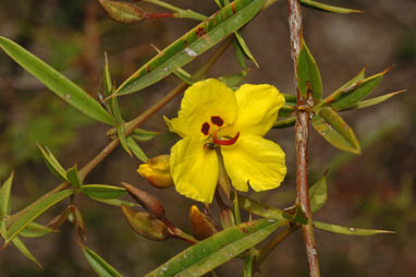 APII jpeg image of Labichea lanceolata subsp. brevifolia  © contact APII