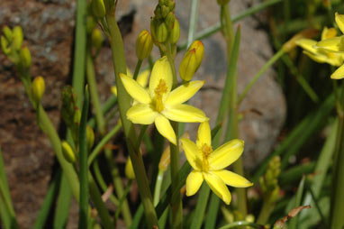 APII jpeg image of Bulbine vagans  © contact APII