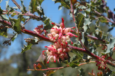 APII jpeg image of Grevillea insignis subsp. insignis  © contact APII