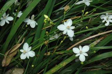 APII jpeg image of Libertia pulchella  © contact APII