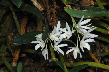 APII jpeg image of Dendrobium falcorostrum  © contact APII