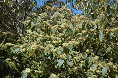 APII jpeg image of Seringia arborescens  © contact APII