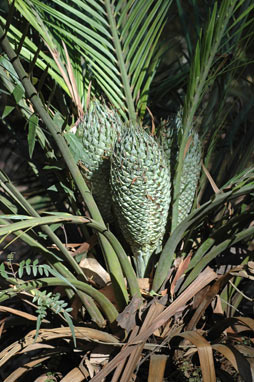 APII jpeg image of Macrozamia communis  © contact APII