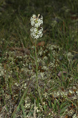 APII jpeg image of Stackhousia monogyna  © contact APII