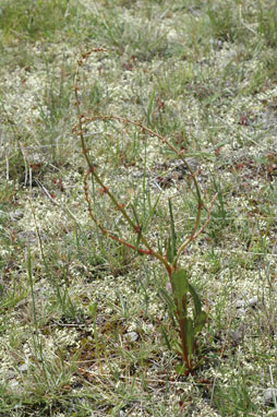 APII jpeg image of Rumex brownii  © contact APII