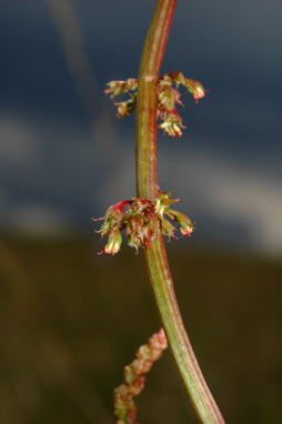 APII jpeg image of Rumex brownii  © contact APII