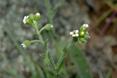 APII jpeg image of Cynoglossum suaveolens  © contact APII