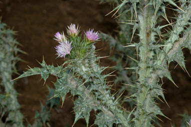 APII jpeg image of Carduus tenuiflorus  © contact APII