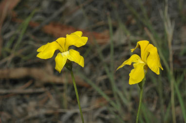 APII jpeg image of Goodenia pinnatifida  © contact APII