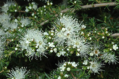 APII jpeg image of Kunzea ambigua  © contact APII