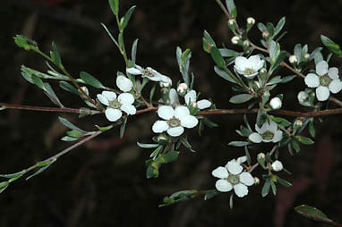 APII jpeg image of Leptospermum jingera  © contact APII