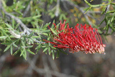 APII jpeg image of Grevillea neorigida subsp. neorigida  © contact APII