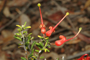 APII jpeg image of Grevillea muricata  © contact APII