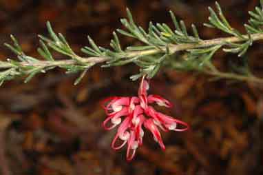 APII jpeg image of Grevillea thelemanniana subsp. delta  © contact APII