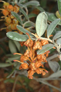 APII jpeg image of Grevillea floribunda subsp. floribunda  © contact APII