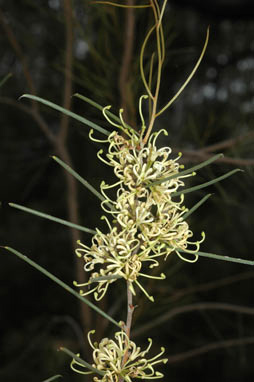 APII jpeg image of Hakea tephrosperma  © contact APII