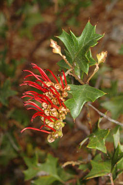 APII jpeg image of Grevillea steiglitziana  © contact APII