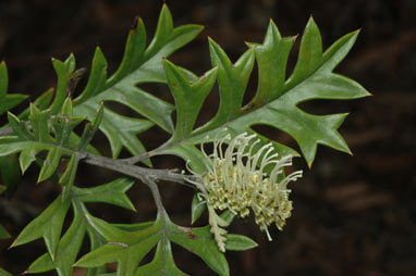 APII jpeg image of Grevillea willisii  © contact APII