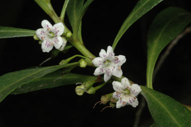 APII jpeg image of Myoporum acuminatum  © contact APII