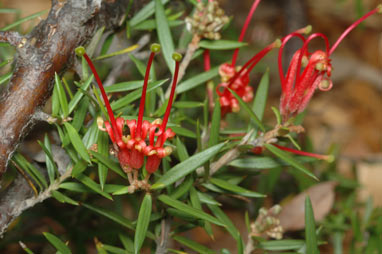 APII jpeg image of Grevillea juniperina subsp. allojohnsonii  © contact APII