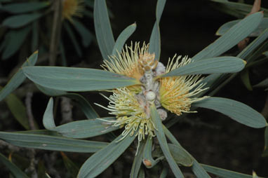 APII jpeg image of Hakea cinerea  © contact APII