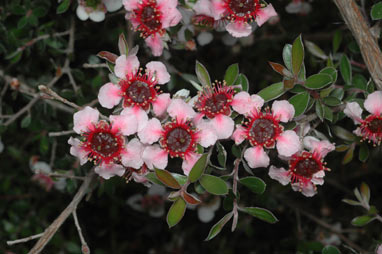 APII jpeg image of Leptospermum 'Mesmer Eyes'  © contact APII