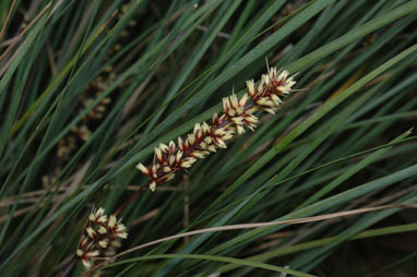 APII jpeg image of Lomandra fluviatilis  © contact APII