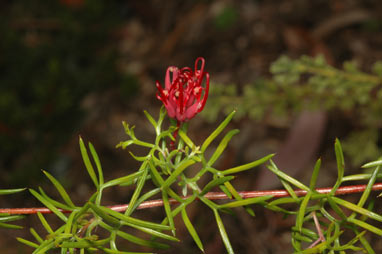 APII jpeg image of Grevillea acropogon  © contact APII