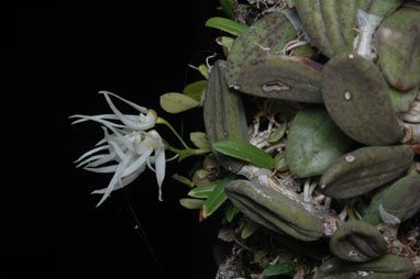 APII jpeg image of Dockrillia linguiformis  © contact APII