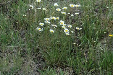 APII jpeg image of Leucanthemum vulgare  © contact APII