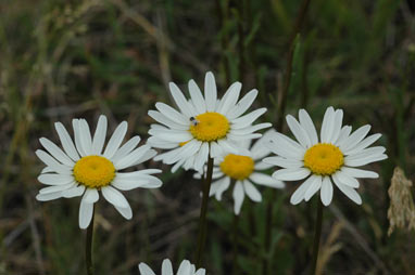 APII jpeg image of Leucanthemum vulgare  © contact APII