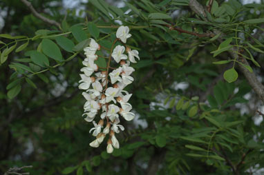 APII jpeg image of Robinia pseudoacacia  © contact APII